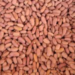 لوبیا کپسولی